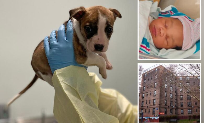 Pit bull puppy didn’t kill NYC newborn — medical examiner shockingly says injuries happened after baby’s death Pit bull puppy didn’t kill NYC newborn — medical examiner shockingly says injuries happened after baby’s death