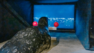 Seals playing a video game reveal how they find their way