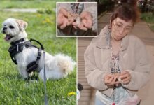 Small dog mauled to death by pit bulls in the Bronx, NYC