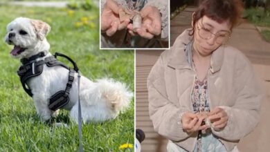 Small dog mauled to death by pit bulls in the Bronx, NYC