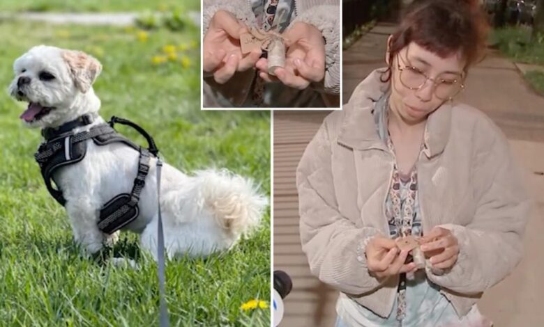 Small dog mauled to death by pit bulls in the Bronx, NYC Small dog mauled to death by pit bulls in the Bronx, NYC