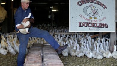 Taxpayers may have to quack up M for slaughtering 100K ducks at Long Island farm in virus scare: documents