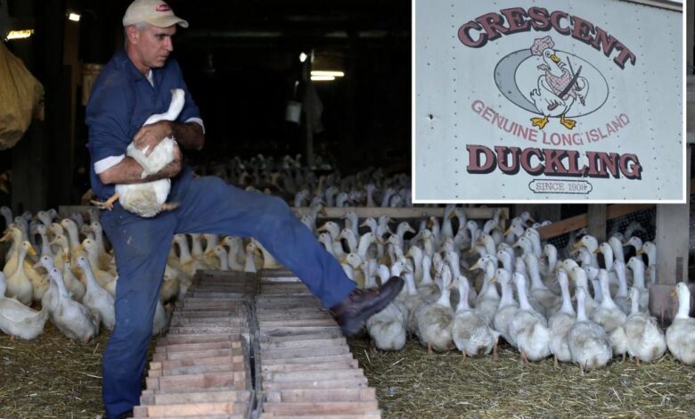 Taxpayers may have to quack up M for slaughtering 100K ducks at Long Island farm in virus scare: documents Taxpayers may have to quack up M for slaughtering 100K ducks at Long Island farm in virus scare: documents