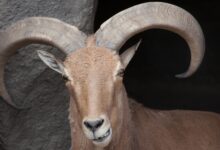 Texas aims to legalize hunting invasive sheep from helicopters
