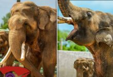 Tulsa Zoo Reveals First Pics of L.A. Zoo Elephants Billy & Tina
