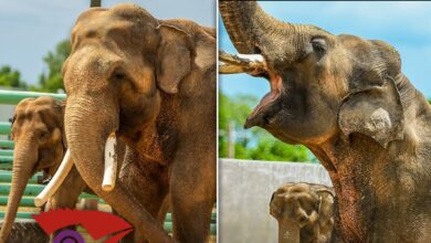 Tulsa Zoo Reveals First Pics of L.A. Zoo Elephants Billy & Tina