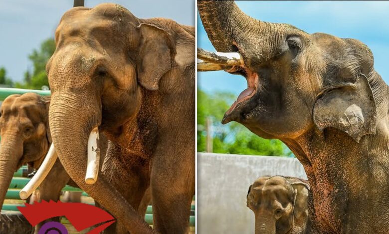 Tulsa Zoo Reveals First Pics of L.A. Zoo Elephants Billy & Tina Tulsa Zoo Reveals First Pics of L.A. Zoo Elephants Billy & Tina