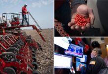 US soybean exports may fall 20% without China trade deal, AgResource says
