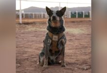 Trump’s military parade includes a dog and pony show. And the dog is named Doc Holliday