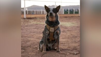 Trump’s military parade includes a dog and pony show. And the dog is named Doc Holliday