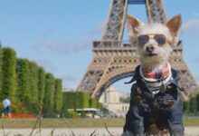 Pet stars of Instagram – CBS News