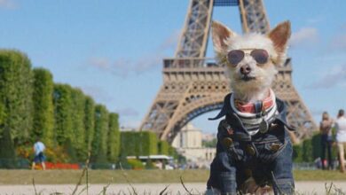 Pet stars of Instagram – CBS News