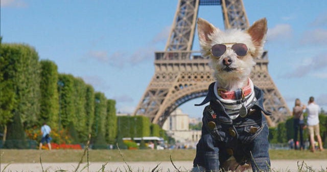 Pet stars of Instagram – CBS News Pet stars of Instagram – CBS News