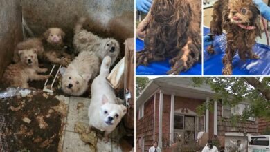 80 dogs rescued from horrid Brooklyn home after owner dies