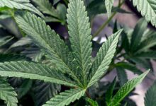 Cannabis use linked to a doubled risk of heart disease death, new study finds