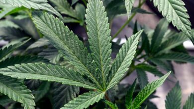 Cannabis use linked to a doubled risk of heart disease death, new study finds