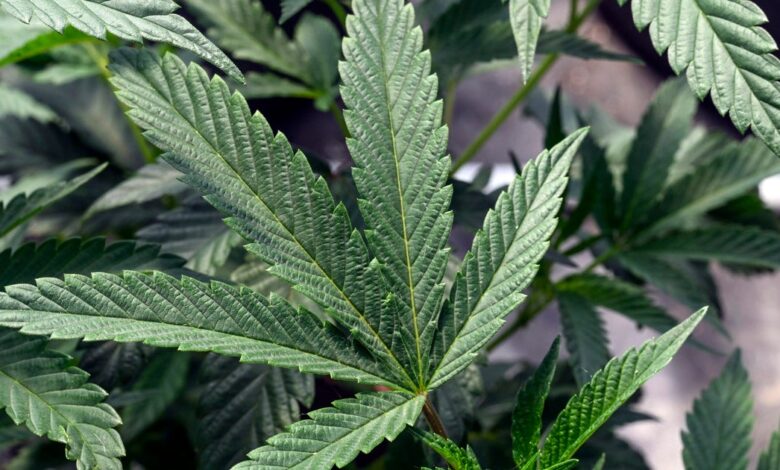 Cannabis use linked to a doubled risk of heart disease death, new study finds Cannabis use linked to a doubled risk of heart disease death, new study finds