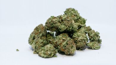 Cannabis use reaches a new high among older adults
