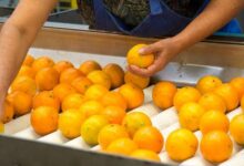FDA food inspector vacancies near 20% after Trump hiring freeze