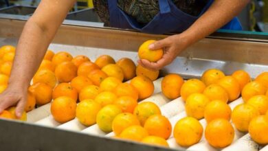 FDA food inspector vacancies near 20% after Trump hiring freeze