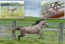 Florida horse Thunder elated for taste of freedom after release from miserable cramped pen