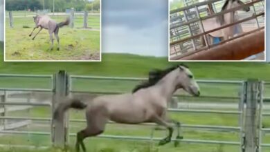 Florida horse Thunder elated for taste of freedom after release from miserable cramped pen