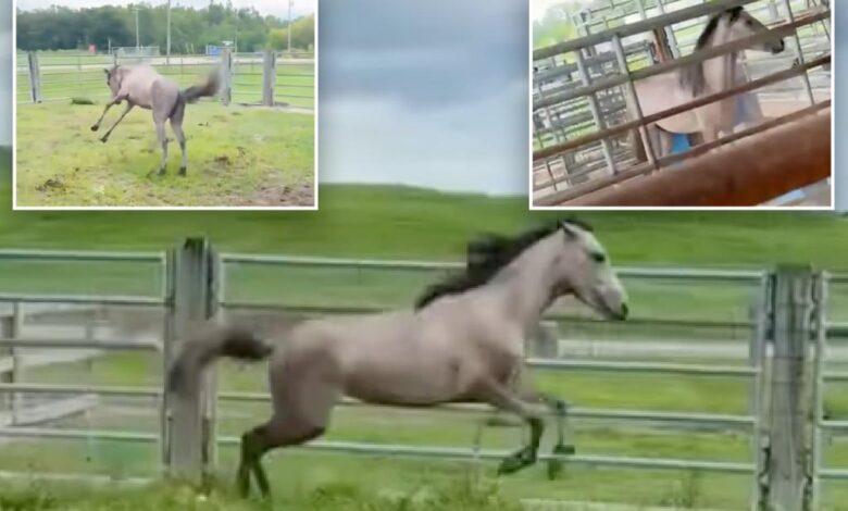 Florida horse Thunder elated for taste of freedom after release from miserable cramped pen Florida horse Thunder elated for taste of freedom after release from miserable cramped pen