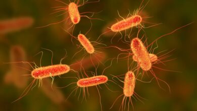 Girl dies from food poisoning, 7 other children sickened after eating meat from butcher shops in France