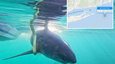 Great white shark surfaces off popular New Jersey beach coast — on ‘Jaws’ anniversary