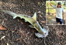 Hammerhead shark falls out of sky on South Carolina disc golfers