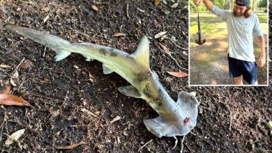 Hammerhead shark falls out of sky on South Carolina disc golfers