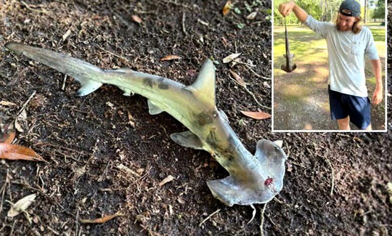 Hammerhead shark falls out of sky on South Carolina disc golfers Hammerhead shark falls out of sky on South Carolina disc golfers
