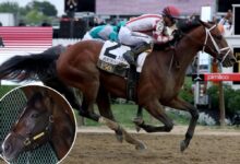 Journalism jockey Umberto Rispoli readies for Triple Crown rematch with Sovereignty