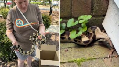 North Carolina McDonald’s customer pulls boa constrictor from under drive-thru window