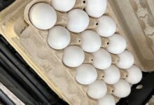 Salmonella Outbreak Tied To Eggs Sickens Dozens Across 7 States