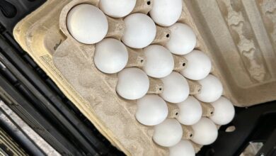 Salmonella Outbreak Tied To Eggs Sickens Dozens Across 7 States