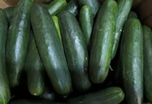 Salmonella outbreak linked to recalled cucumbers sickens dozens across 18 states
