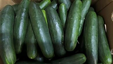 Salmonella outbreak linked to recalled cucumbers sickens dozens across 18 states