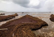 Scientists say a record amount of seaweed hit the Caribbean and nearby areas in May