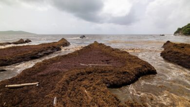 Scientists say a record amount of seaweed hit the Caribbean and nearby areas in May