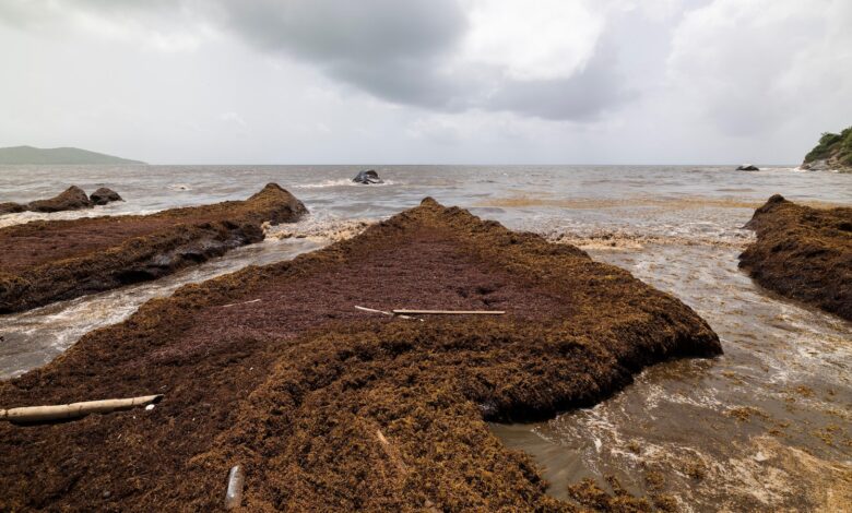 Scientists say a record amount of seaweed hit the Caribbean and nearby areas in May Scientists say a record amount of seaweed hit the Caribbean and nearby areas in May