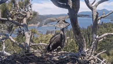Sunny the eaglet has officially left the nest