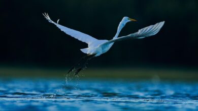 Tracking Bird Flu Through Poop In Places No One’s Looking