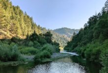 Senate considers Michael Boren to lead Forest Service, despite clashing with agency