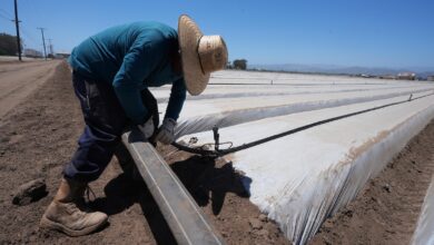 ICE raids and their uncertainty scare off workers and baffle businesses