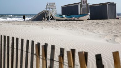 Officials believe young shark bit a woman at a New York beach