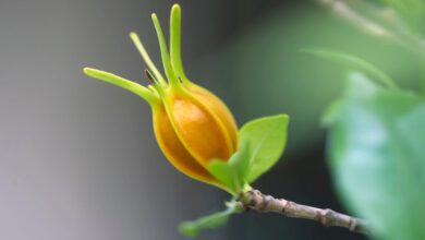 FDA approves new blue food dye derived from gardenia fruit