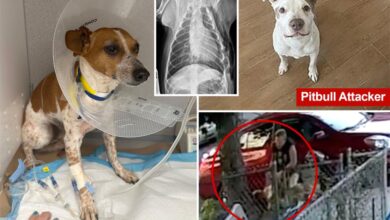 Gruesome video captures NYC pit bull mauling Percy the Jack Russell: ‘So much pain’