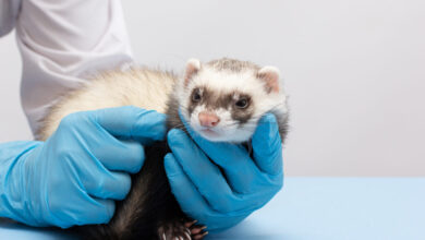 H5N1 bird flu hasn’t been as deadly as feared. Study offers theory why