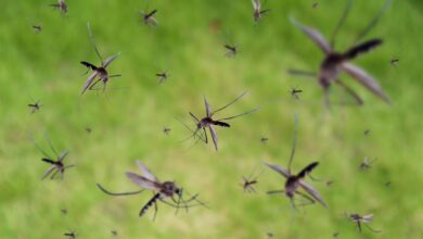 Mosquito-Borne Infections Are On The Rise. Here’s How To Bite Back